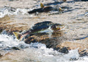 Oncorhynchus gorbuscha